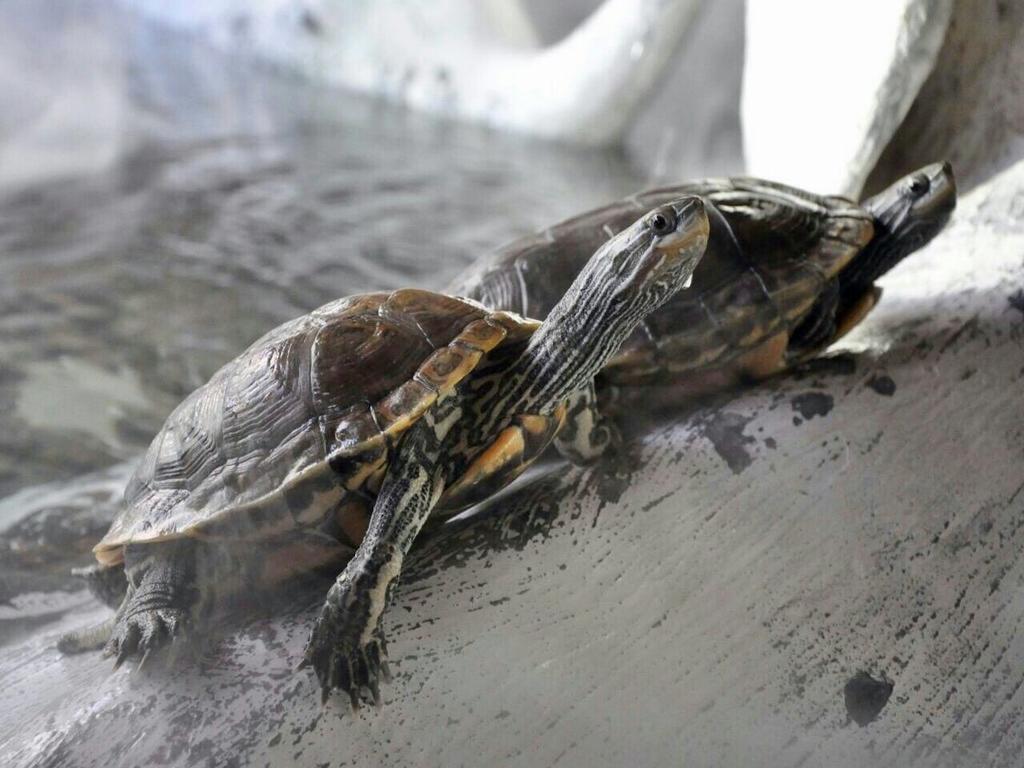 Aquarium Hotel Riyadh Eksteriør billede