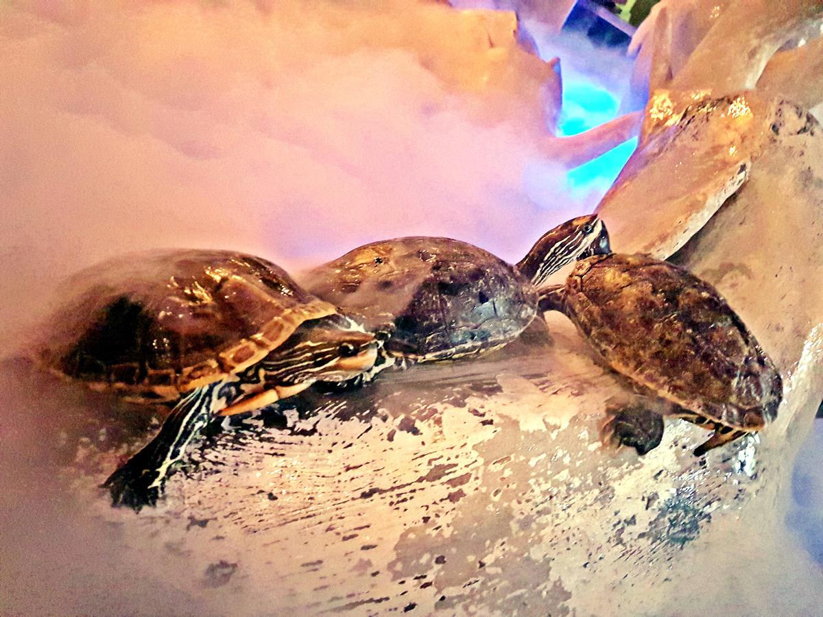 Aquarium Hotel Riyadh Eksteriør billede